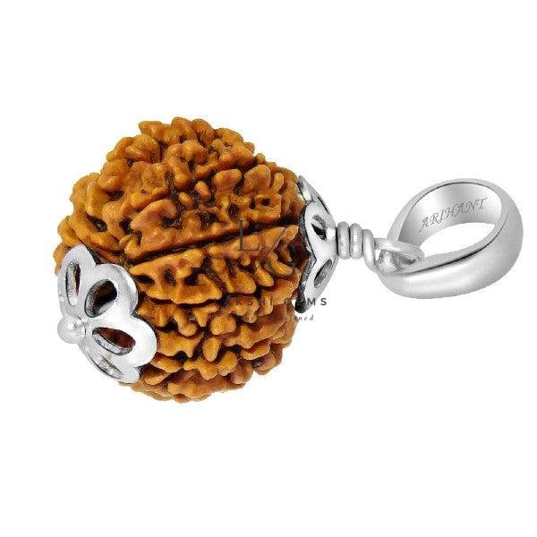 12 Faced Rudraksha - Nepal - Image 4