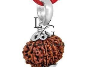 Twelve Mukhi Premium Rare