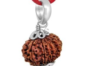 13 Faced Rudraksha - Nepal