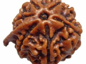 6 Faced Rudraksha - Nepal