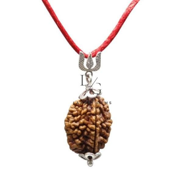 2 Mukhi Rudraksha - Image 4
