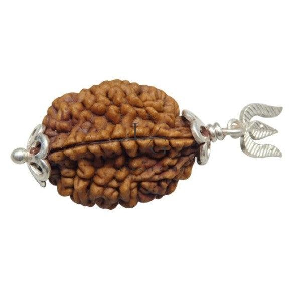 2 Mukhi Rudraksha - Image 3