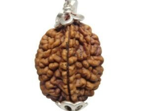 2 Mukhi Rudraksha