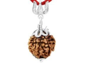 4 Faced Rudraksha - Nepal