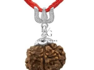 7 Faced Rudraksha - Nepal