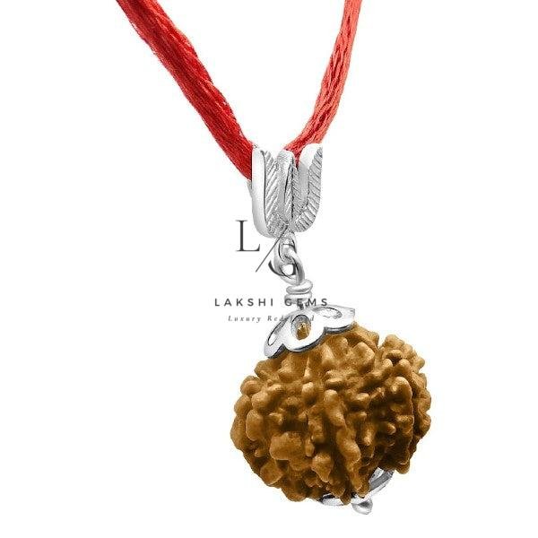 7 Faced Rudraksha - Nepal - Image 2