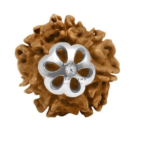 7 Faced Rudraksha - Nepal - Image 4