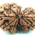 Garbh Gauri Rudraksha Premium Rare