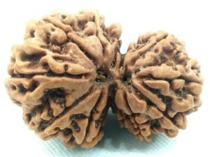 Garbh Gauri Rudraksha Premium Rare