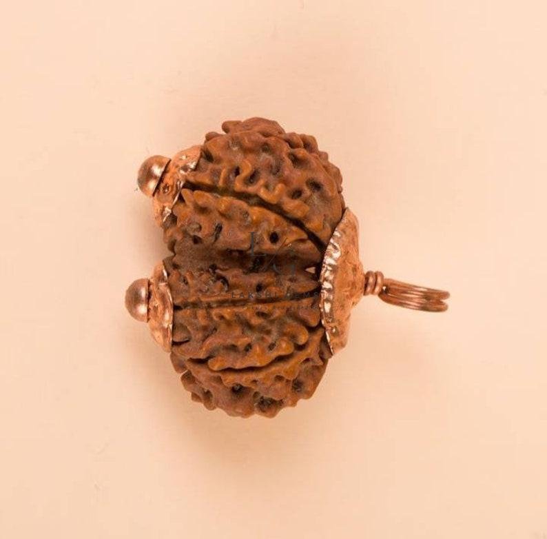 Gauri Shankar Rudraksha - Nepal - Image 3