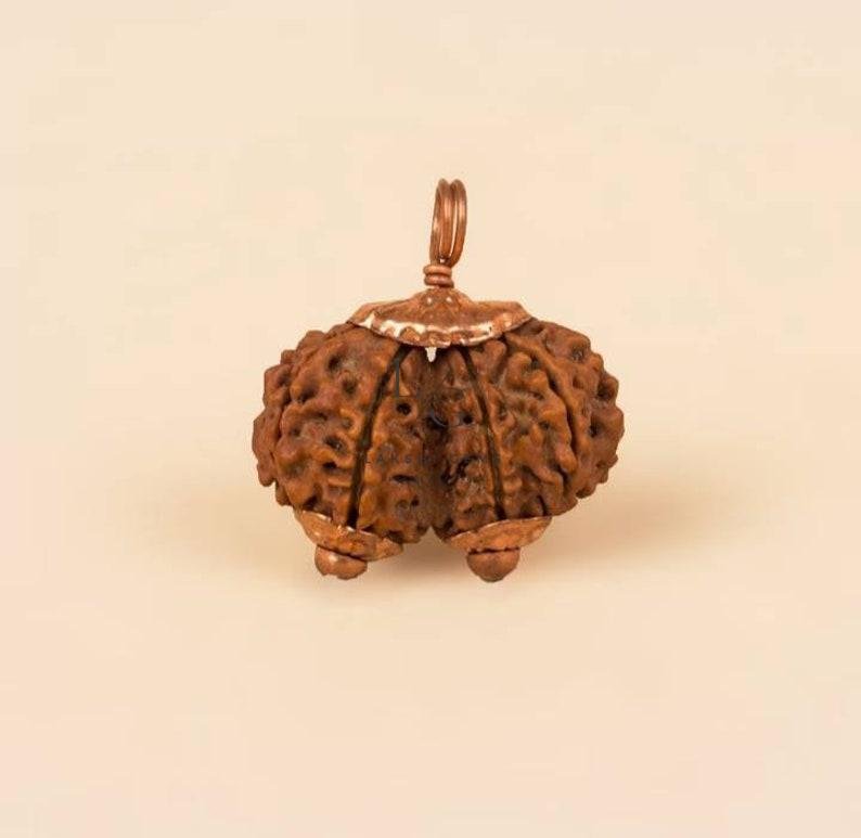 Gauri Shankar Rudraksha - Nepal - Image 2