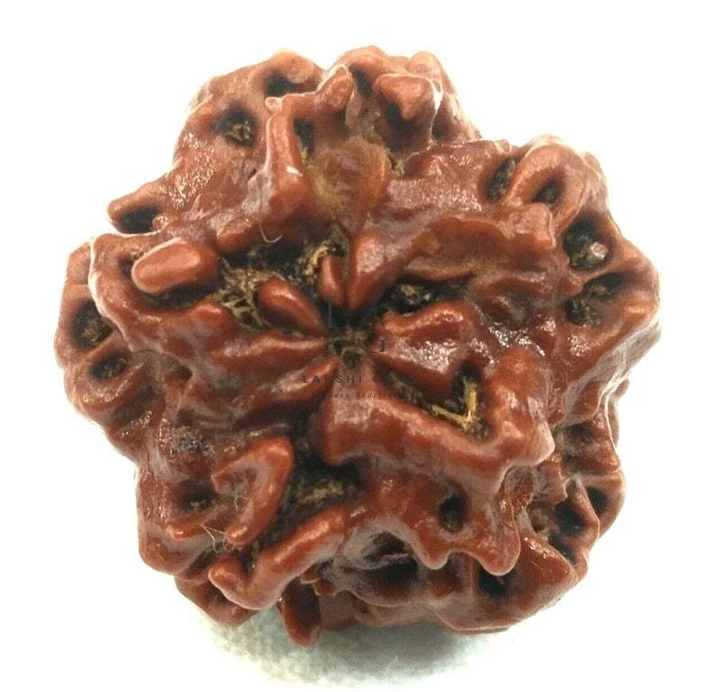 Nirakar Rudraksha Premium Rare - Image 2