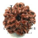 Nirakar Rudraksha Premium Rare