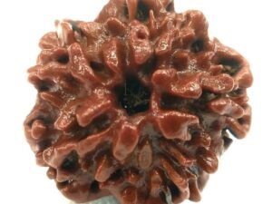 Nirakar Rudraksha Premium Rare