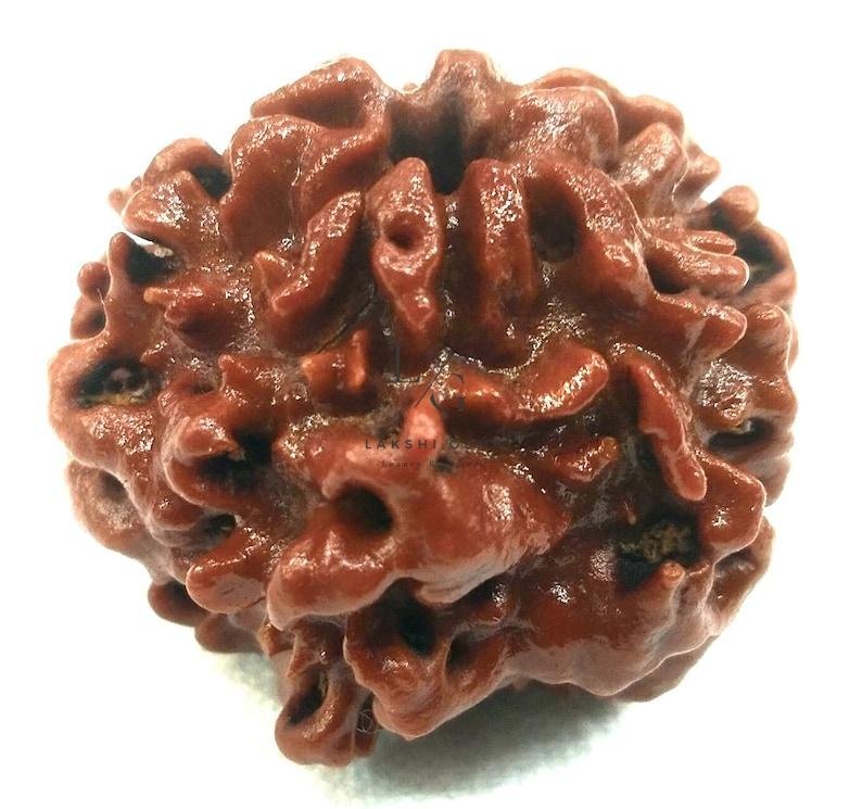 Nirakar Rudraksha Premium Rare - Image 3