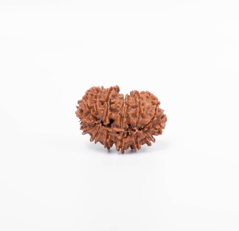 14 Mukhi Rudraksha - Indonesia - Image 3