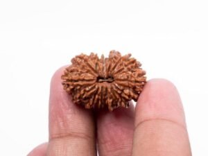 14 Mukhi Rudraksha - Indonesia