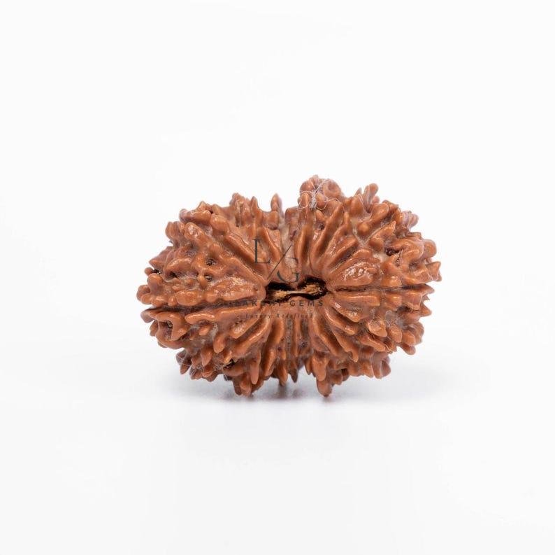 14 Mukhi Rudraksha - Indonesia - Image 2