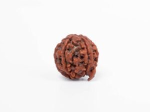 2 Rudraksha